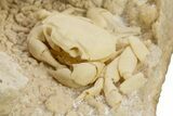 Fossil Crab (Potamon) Preserved in Travertine - Turkey #334790-2